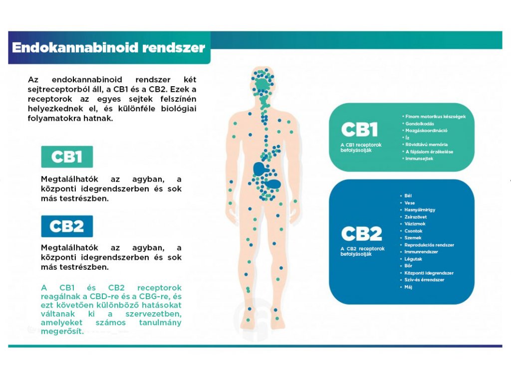 1590-8_endokanabinoidni-system-infografika-brainmarket-hu