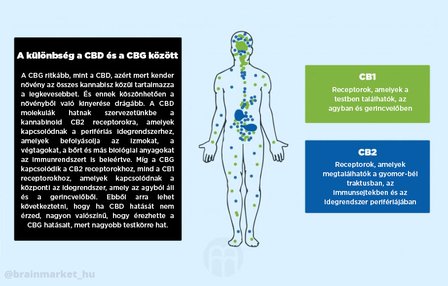 cebede vs cebege brainmarket 3-100 perc