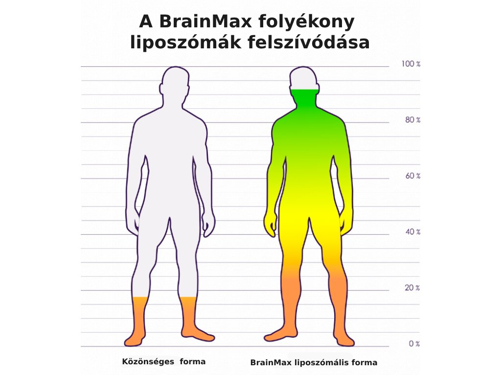 A BrainMax folyékony liposzómák felszívódása