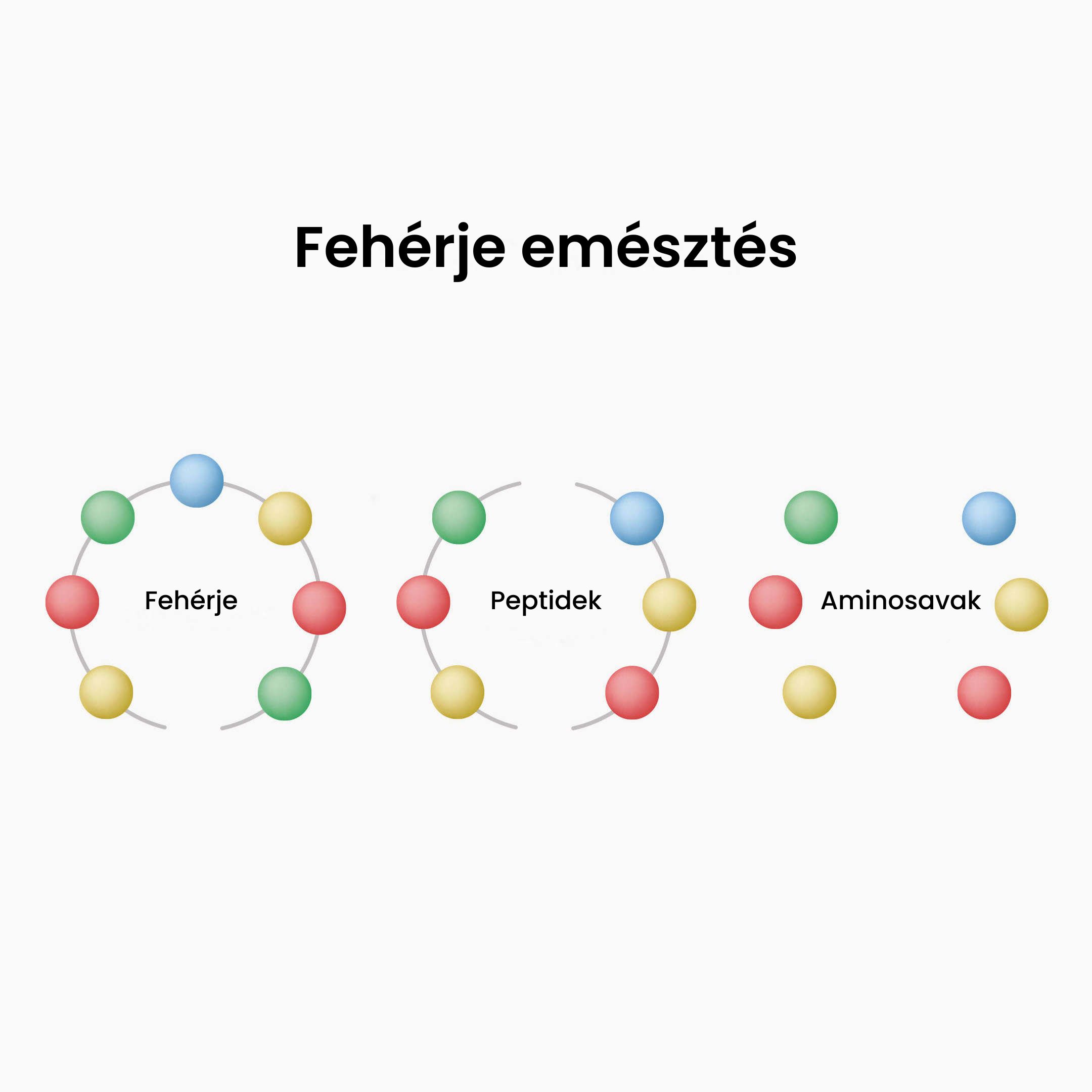 emésztett fehérje termék