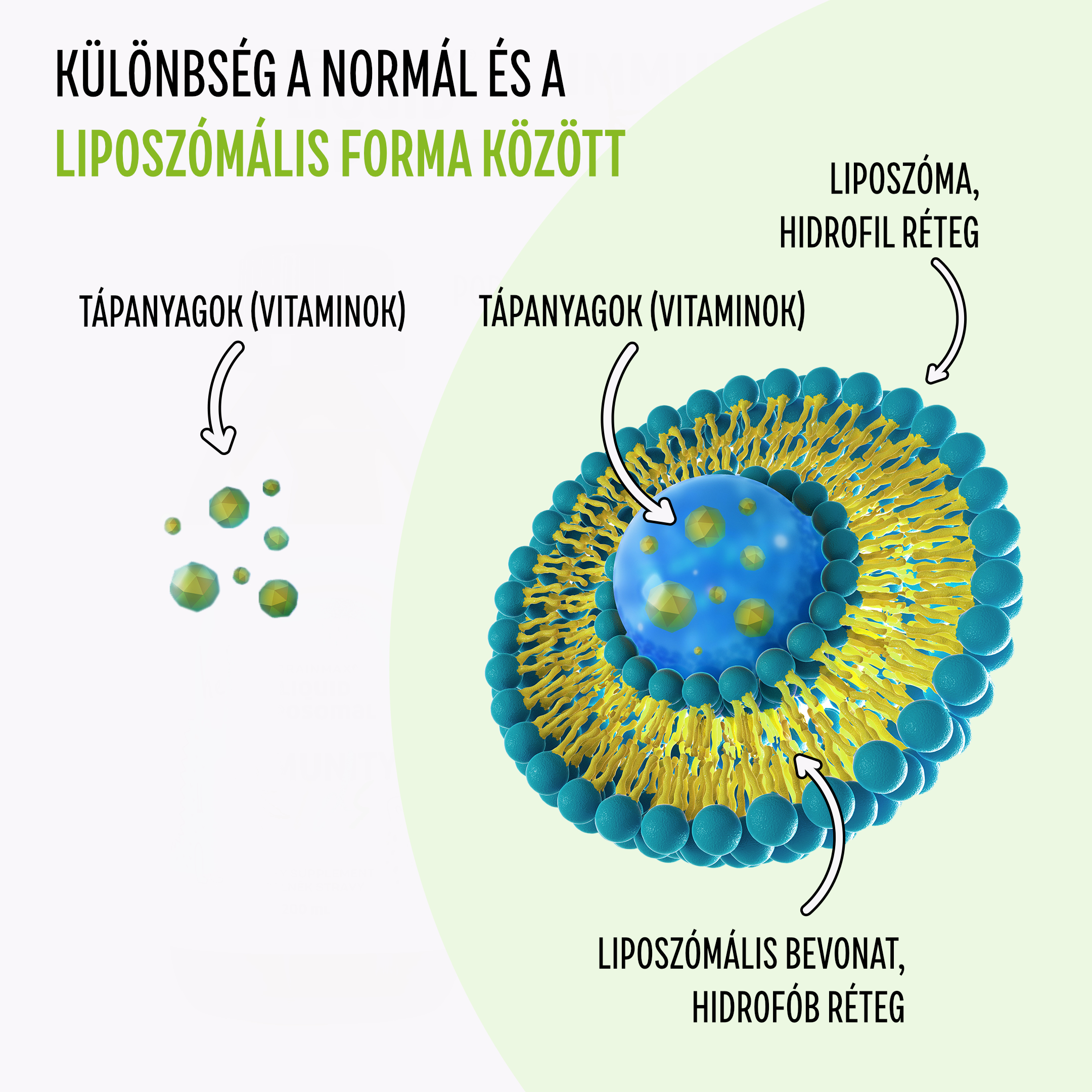 immunerősítő lipo2