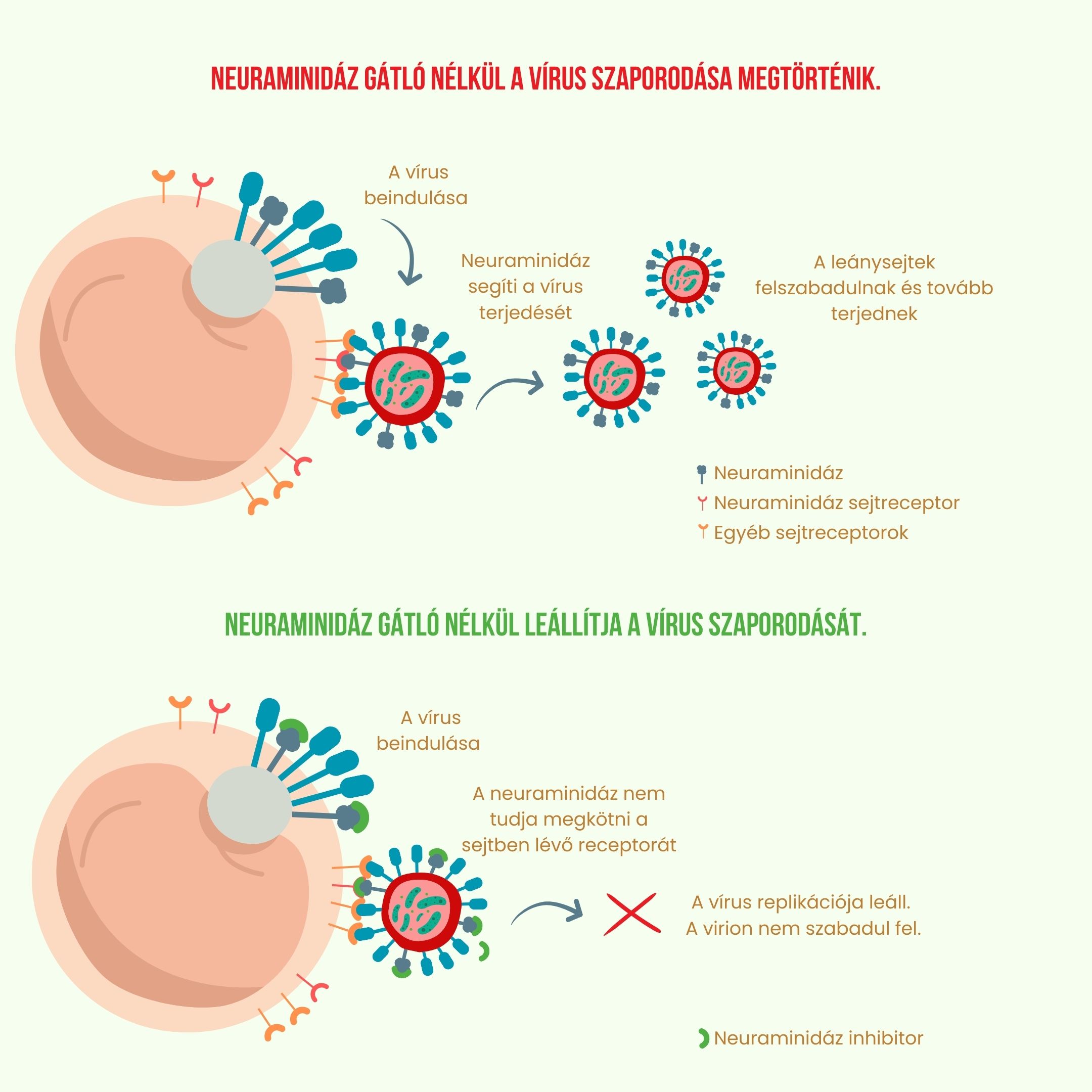 immunitás erősítő termék infografika3