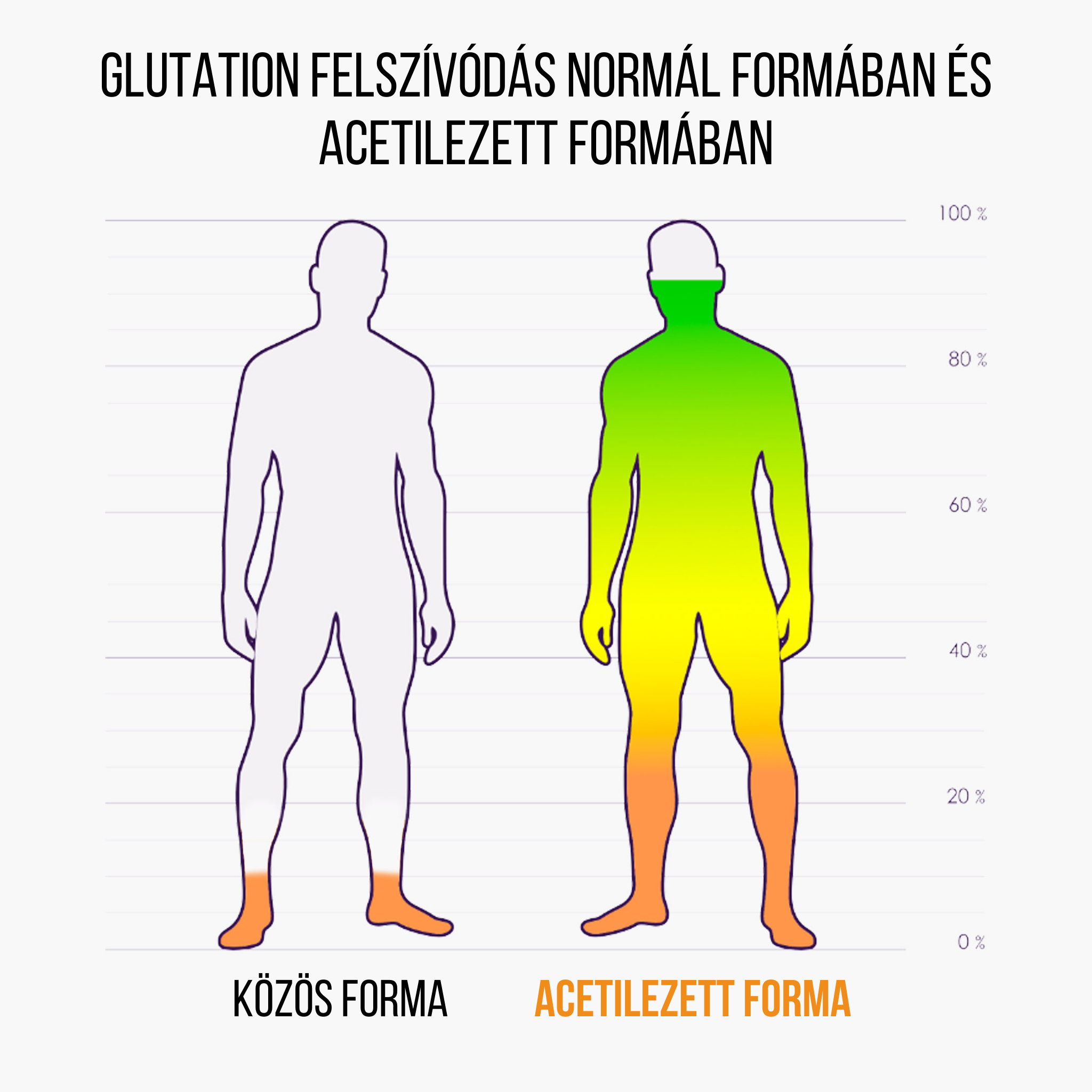 Glutation felszívódás