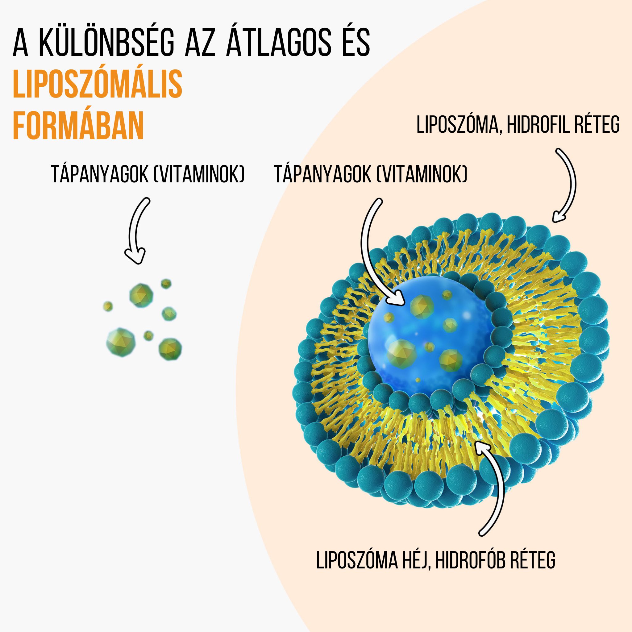 lipo vs szabad formájú vitamin