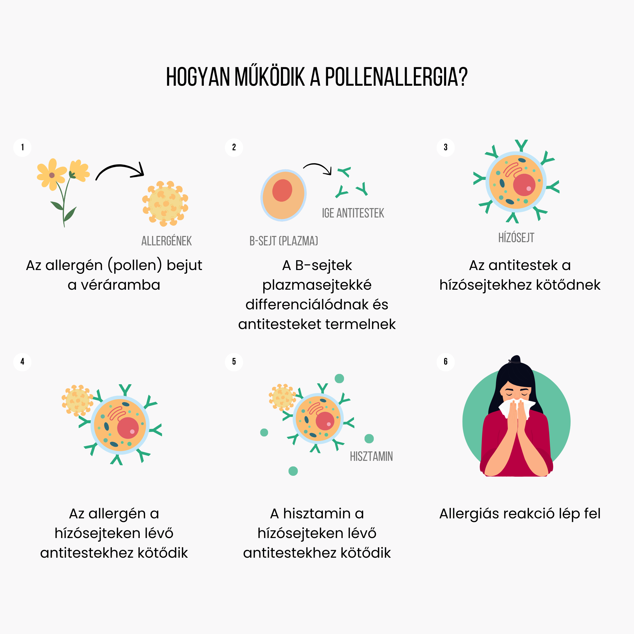 Hogyan működik az allergia?